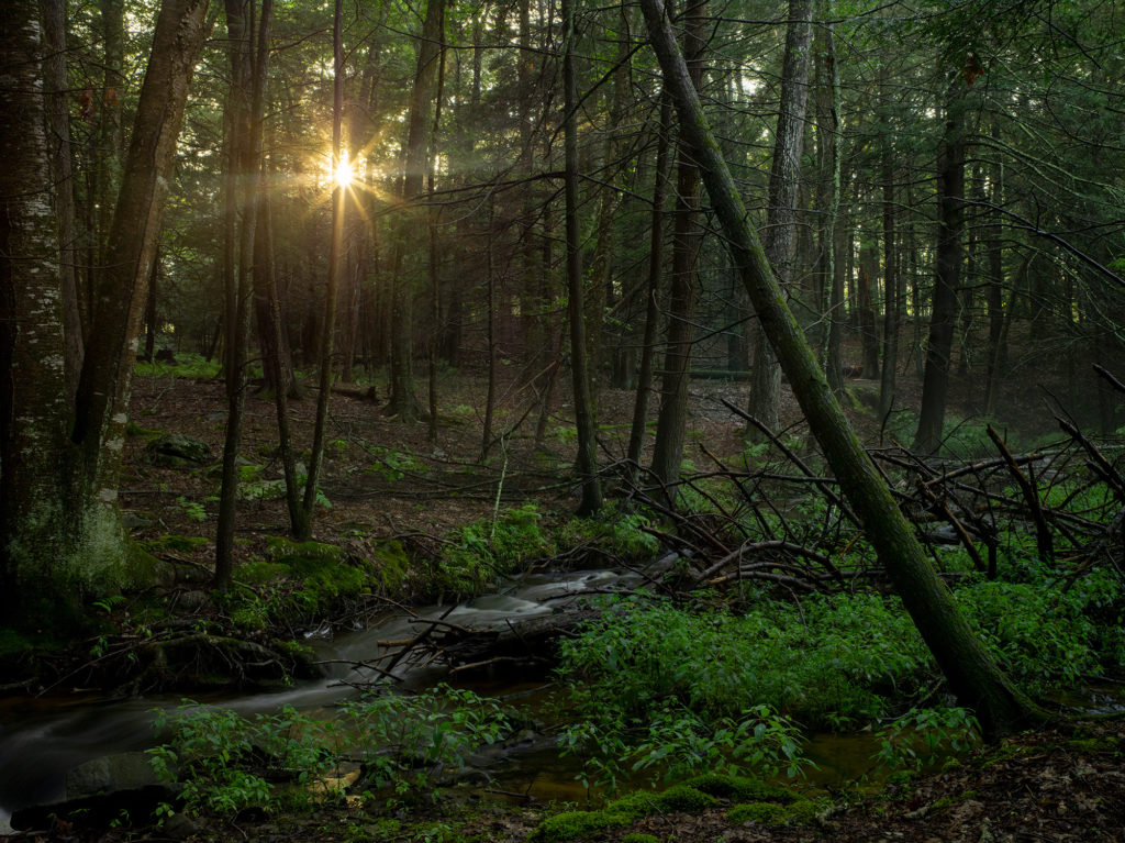 New York Forest