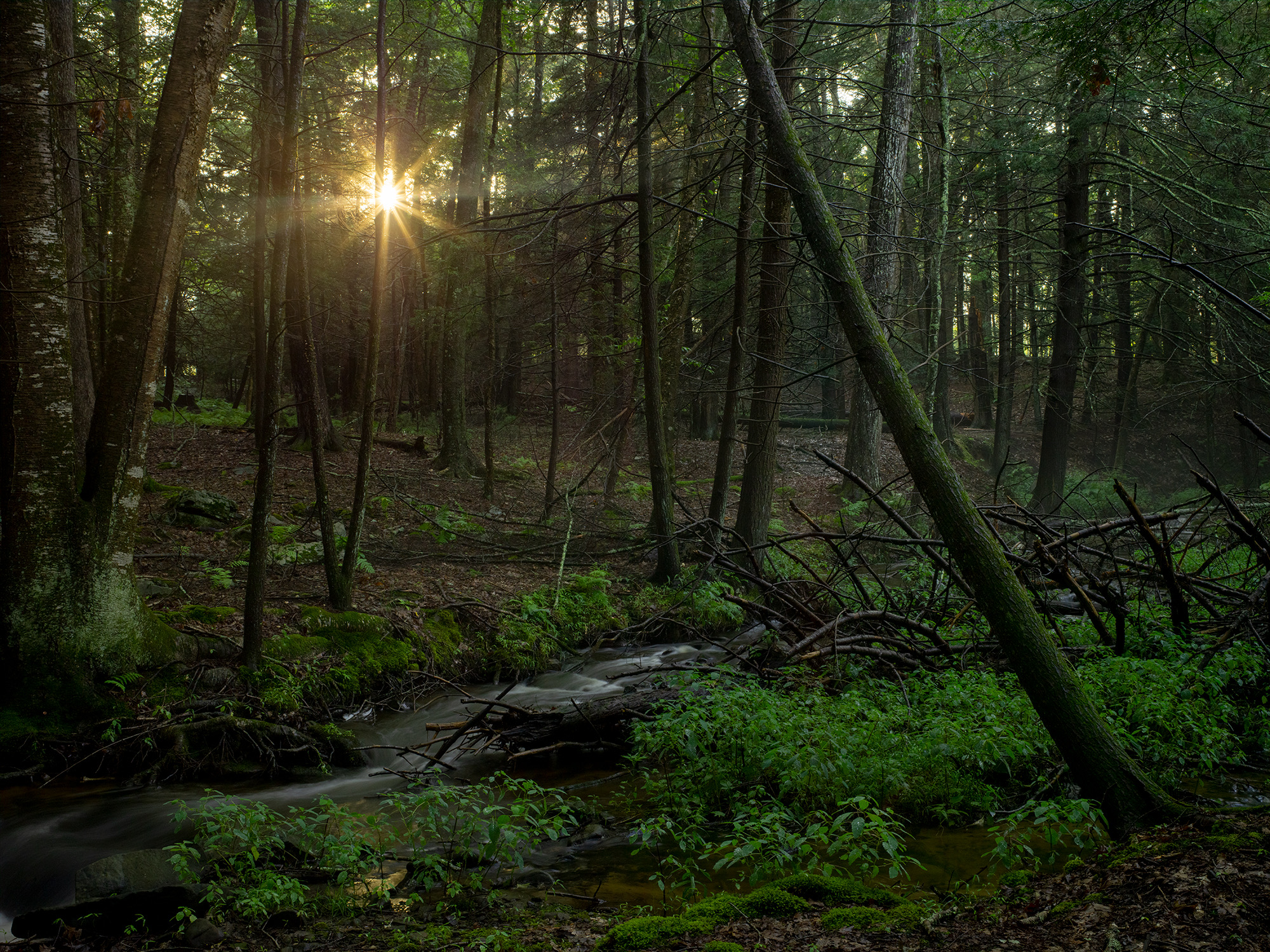 New York Forest
